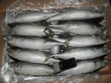 Pacific Mackerel 400-500g