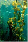 100% Soluble Organic Fertilizer Seaweed Extract