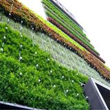 Outdoor Wall Decoration Artificial Plants (SJ)