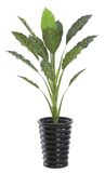 15leaf Artificial Tree Bonsai (90cm height) ----0144