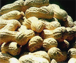 Groundnut In Shell