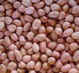 Peanut Kernel (Round Shape)