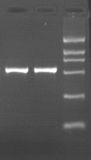 Taq DNA Polymerase