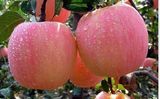 FUJI Apple (A001)