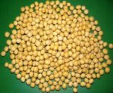 Soybean P.E. 40%