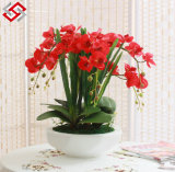China Artificial Bonsai Flower for Home &Wedding Decor and Festival Gift Butterfly Orchid
