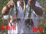 NPK Fertilizer for Corn