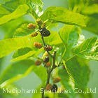 Mulberry Leaf Extract (DNJ 95%) 