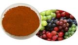 Grape Seed Extract