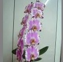 Phalaenopsis (Orchid) (2028)