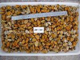 Mussel Meat