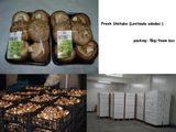 Fresh Shiitake Mushroom