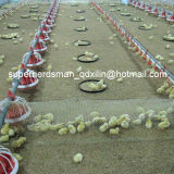 High Quality Automatic Poultry Feeding and Dinking System for Chicken