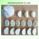 White Fresh Garlic From Shandong Boren