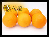 Citrus Fruit Orange Christmas Fruit Food
