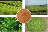 Anti-Oxidant: Green Tea Extract/ 98% Tea Polyphenol