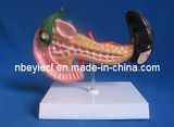 Model of Pancreas (EYAM-22)