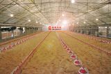 Broiler Poultry Farm House Design