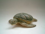 Plastic Sea Turtle Toy