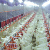 Quality Poultry Equipment for Chicken Farm