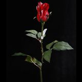 Rose Flower (RO-040-23S)