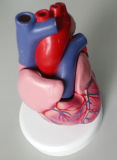 Se32628 Heart Model