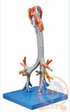 Jc/A13006 Larynx, Trachea and Bronchial Tree Model