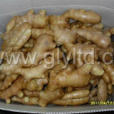 New Crop/Fat Root/for Global Market/Top Quality/Fresh Ginger