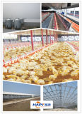 Prefabricated Poultry House with Full Set Automatic Poultry Farm Equipment