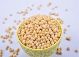 Hot Sale and Cleaned Soybeans for Sale