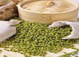 Chinese Green Mung Bean! !