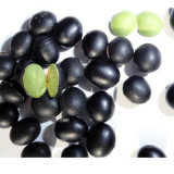 2015 Organic Higher Quality Samll Black Bean Green Kernel