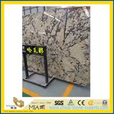 Luxurious Natural Havana Stone Granite for Floor, Wall, Countertop