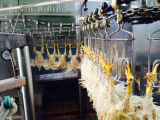 Poultry Slaughter Equipments for Whole Slaughter-Line
