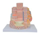 High Quality Skeletal Muscle Fiber Model