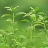 Hot Selling Factory Directly Supply High Quality Stevia Extract Powder