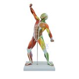 New 50cm Height Colored Muscle Figure Model