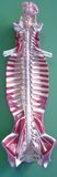 Spinal Cord in The Spinal Canal-Mh07090