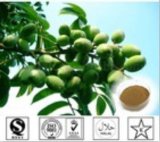 Oleuropein of Olive Leaf Extract