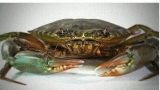 Sell Soft Shell Crab (frozen) for Sale