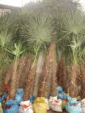 Trachycarpus Fortunei (A006)