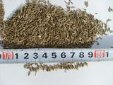 Cumin Seeds