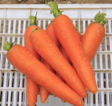 Ca02 Hongfushi Five Inch New Kuroda Red Op Carrot Seeds for Planting