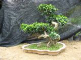 Aerial Roots Ficus (HBH-R05)
