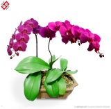 Artificial PU Material Home Decor Bonsai Butterfly Orchid