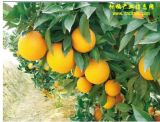 Newhall Navel Orange Special Grade