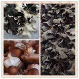 Fungus & Mushroom