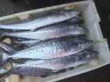 Frozen Mackerel (Scomber Japonicus) with Good Quality