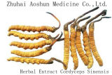 Chinese Pure Herbal Extract Cordyceps Sinensis