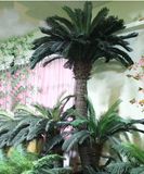 3m Decoration Plant Artificial Cycas Tree (ingdoor&outdoor)